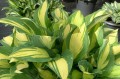 Hosta "Tongue of Flame"