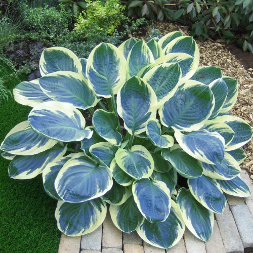 Hosta "Orion's Belt"