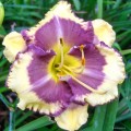 Hemerocallis "Blueberry Cream"