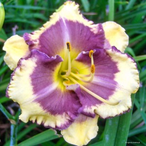 Hemerocallis „Blueberry Cream” - liliowiec