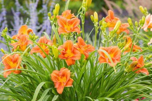 Hemerocallis "Everydaylily Orange"