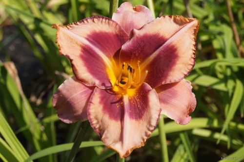 Hemerocallis „Mask of Time”