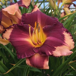 Hemerocallis „Grape Sherbert” - liliowiec