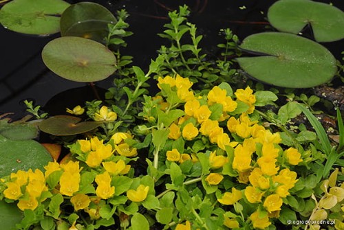 Kwitnąca na żółto wysepka z tojeścią rozesłaną