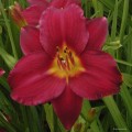 Hemerocallis "Gipsy Turtle"