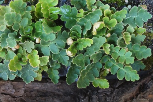 Ceterach officinarum