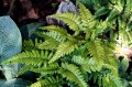 Polystichum makinoi