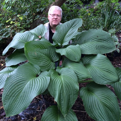 Hosta "T-Rex"