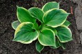 Hosta "Bailey's Cream"