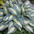 Hosta ''High Society'' - zdjęcie dzięki uprzejmości Walters Gardens, Inc.