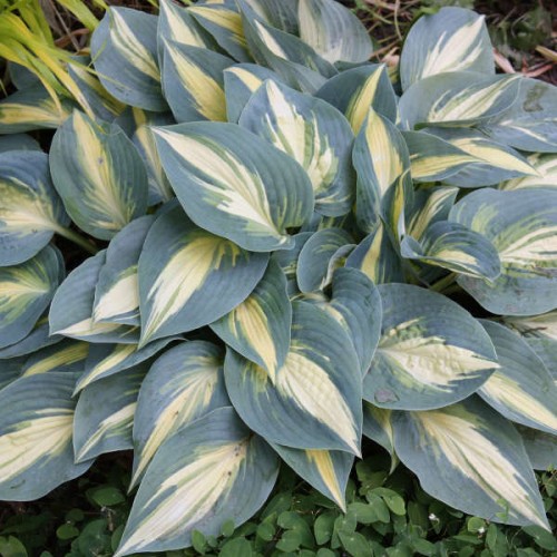 Hosta ''High Society'' - zdjęcie dzięki uprzejmości Walters Gardens, Inc.