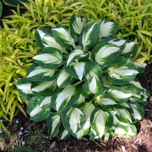 Hosta "Vulcan" - zdjęcie dzięki uprzejmości Walters Gardens, Inc.