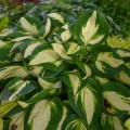 Hosta "Vulcan" - zdjęcie dzięki uprzejmości Walters Gardens, Inc.