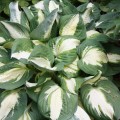 Hosta "Vulcan" - zdjęcie dzięki uprzejmości Walters Gardens, Inc.