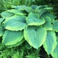 Hosta "Spartacus" - zdjęcie dzięki uprzejmości Walters Gardens, Inc.