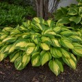Hosta "Rainbow's End" - zdjęcie dzięki uprzejmości Walters Gardens, Inc.