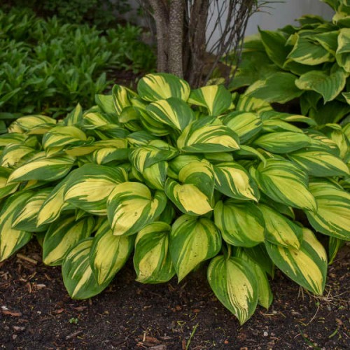 Hosta "Rainbow's End" - zdjęcie dzięki uprzejmości Walters Gardens, Inc.