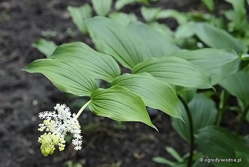 Maianthemum racemosum