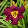 Hemerocallis "Nosferatu" - zdjęcie dzięki uprzejmości Walters Gardens, Inc.
