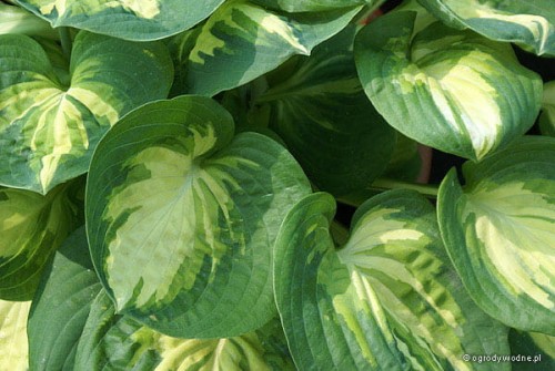 Hosta "Popcorn"
