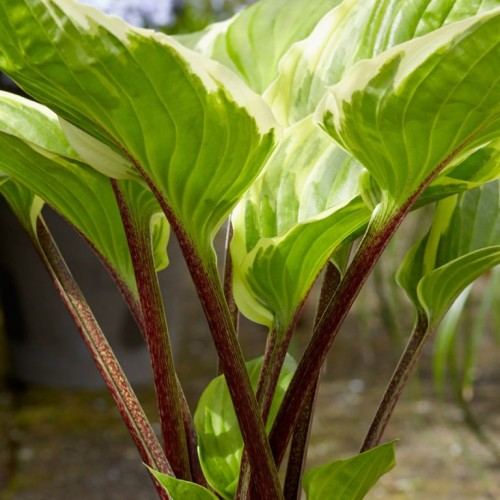 Hosta "Sorbet"