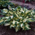 Hosta "Hans" - zdjęcie dzięki uprzejmości Walters Gardens, Inc.