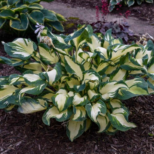 Hosta "Hans" - zdjęcie dzięki uprzejmości Walters Gardens, Inc.