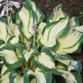 Hosta "Hans" - zdjęcie dzięki uprzejmości Walters Gardens, Inc.