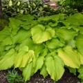 Hosta "Dancing Queen" - zdjęcie dzięki uprzejmości Walters Gardens, Inc.