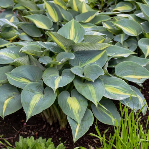 Hosta "Touch of Class" - zdjęcie dzięki uprzejmości Walters Gardens, Inc.