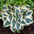 Hosta "Blue Ivory" - zdjęcie dzięki uprzejmości Walters Gardens, Inc.