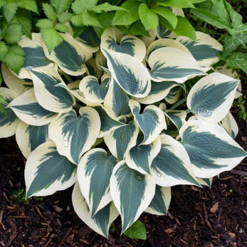 Hosta "Blue Ivory" - zdjęcie dzięki uprzejmości Walters Gardens, Inc.