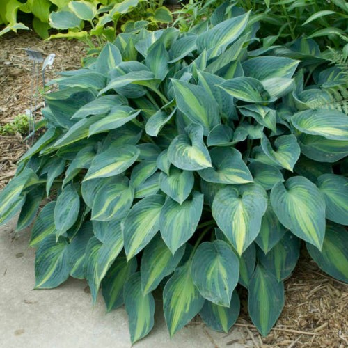 Hosta "June" - zdjęcie dzięki uprzejmości Walters Gardens, Inc.
