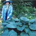 Hosta "Humpback Whale" - Hodowca : Mildred Seaver - zdjęcie dzięki uprzejmości Walters Gardens, Inc.