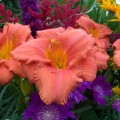 Hemerocallis "South Seas"  -  zdjęcie dzięki uprzejmości Walters Gardens, Inc.