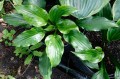 Hosta "Leapin' Lizard"