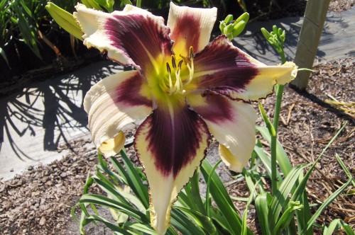 Hemerocallis "Eyed Twister"