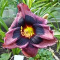 Hemerocallis "Midnight Dynamite" fot.KG