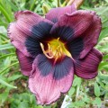Hemerocallis "Midnight Dynamite" fot.KG
