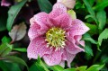 Helleborus "Double Pink Spotted"