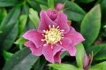 Helleborus "Double Pink Spotted"