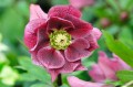 Helleborus "Double Pink Spotted"