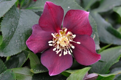 Helleborus orientalis "Purple"