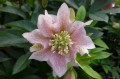Helleborus "Double Pink Spotted"