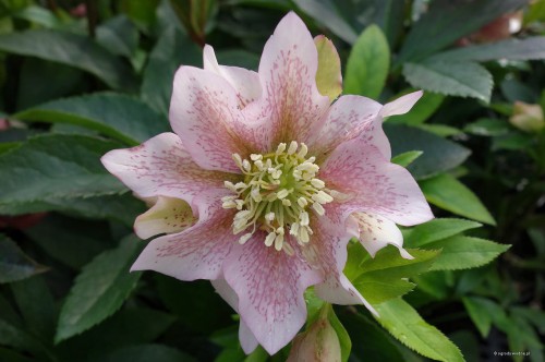 Helleborus "Double Pink Spotted"