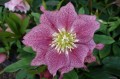 Helleborus "Double Pink Spotted"