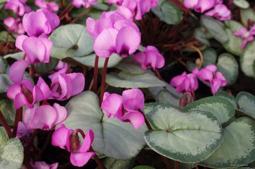 Cyclamen coum "Silver Leaf Pink"