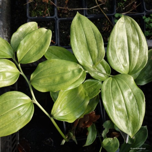 Disporum megalanthum "Tall Form"