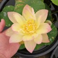 Nelumbo „Za Zhong”