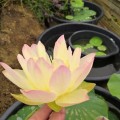Nelumbo „Za Zhong” - lotos